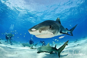 Nothing like having an escort at Tiger Beach - Bahamas. by Steven Anderson 